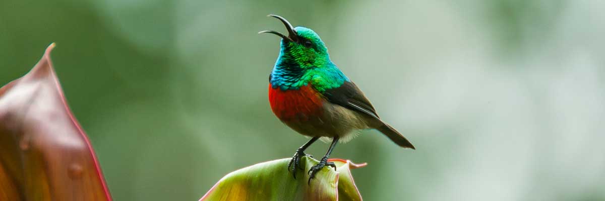 Birds at Lake Mburo National park