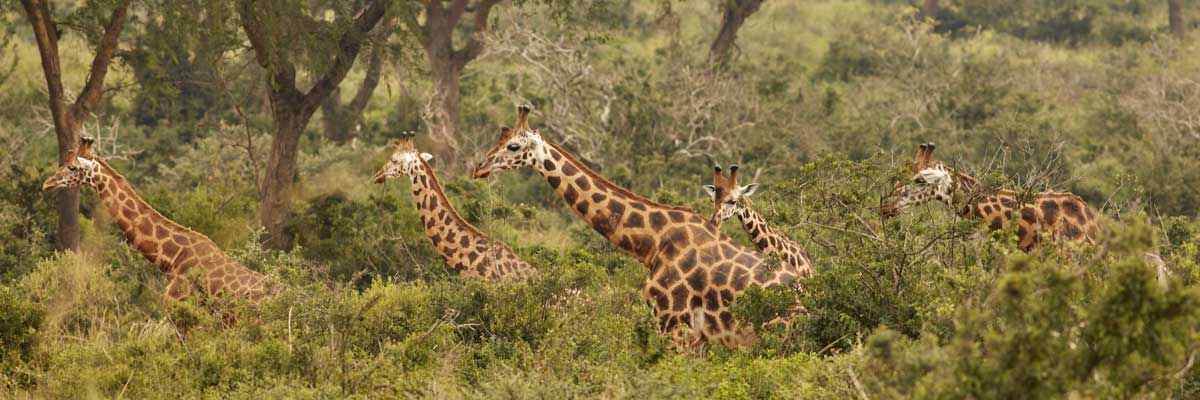 Uganda national parks