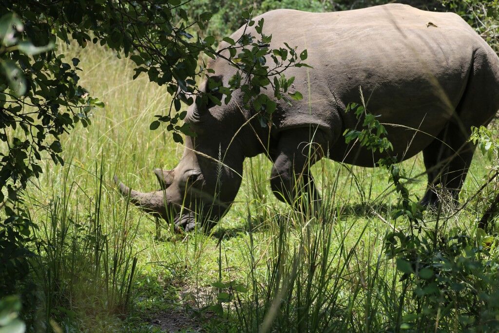 Ziwa Rhino Sanctuary, home to wild rhinos in Uganda, rhino tracking tour