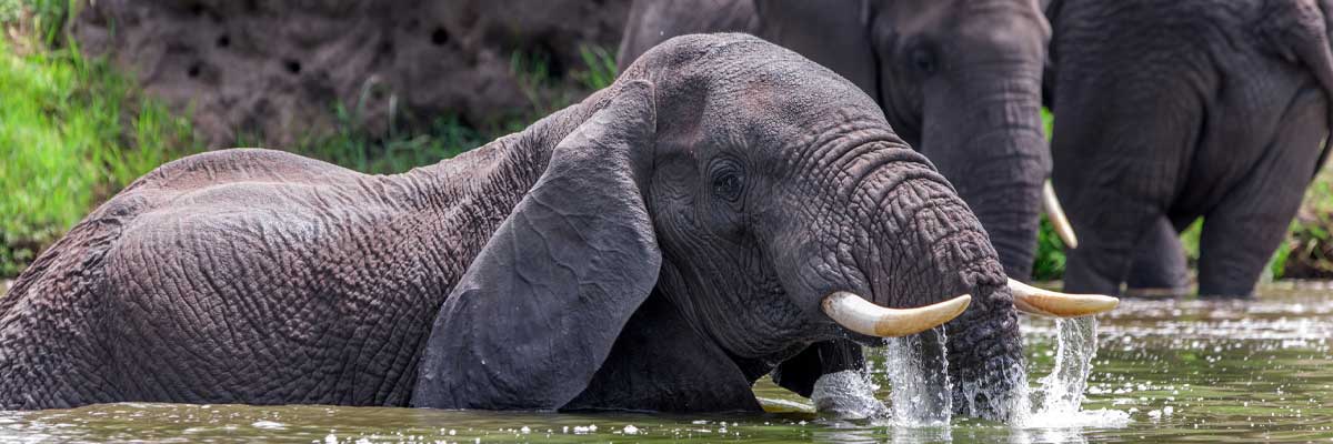 Queen Elizabeth National park