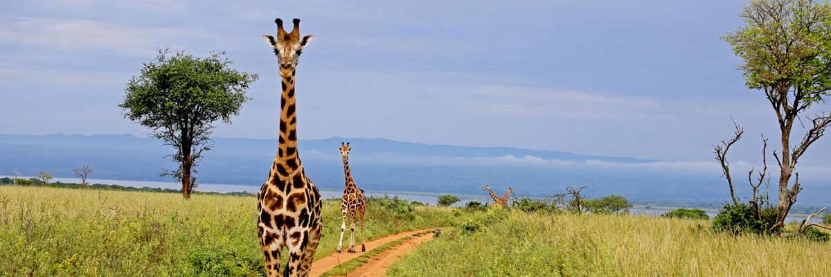 Wild Africa-Giraffes