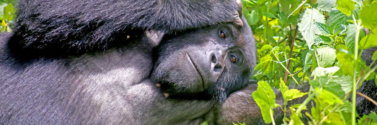 Gorilla experiences in Uganda