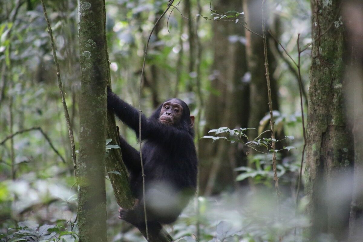 Chimpanzee tracking safaris