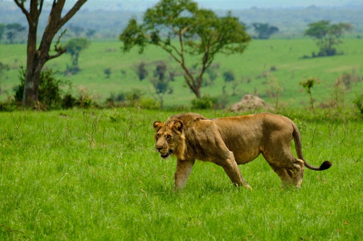 Visit Uganda or the big five safaris