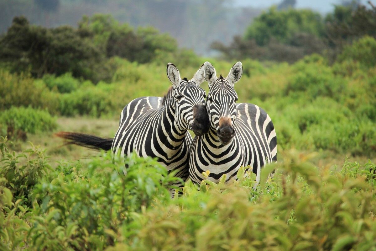 Lake Mburo National Park, game viewing