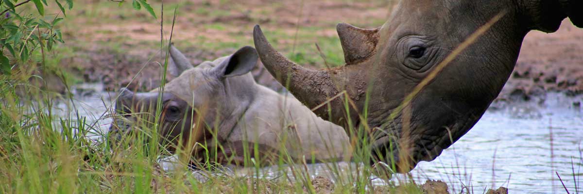 Ziwa Rhino Sanctuary, home to wild rhinos in Uganda, rhino tracking tour