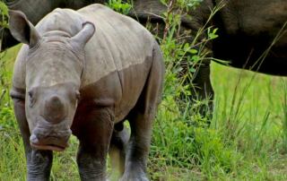 Baby Rhino