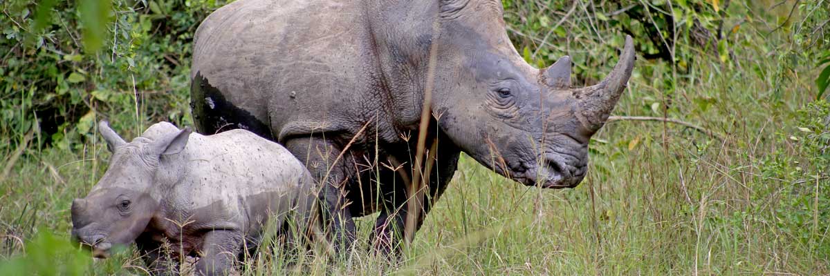 Ziwa Rhino Sanctuary, home to wild rhinos in Uganda, rhino tracking tour