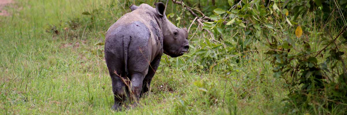 Ziwa Rhino Sanctuary, home to wild rhinos in Uganda, rhino tracking tour