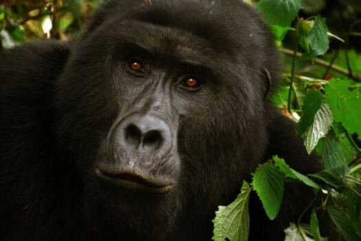 Mgahinga gorilla national park, gorilla & golden monkey destination