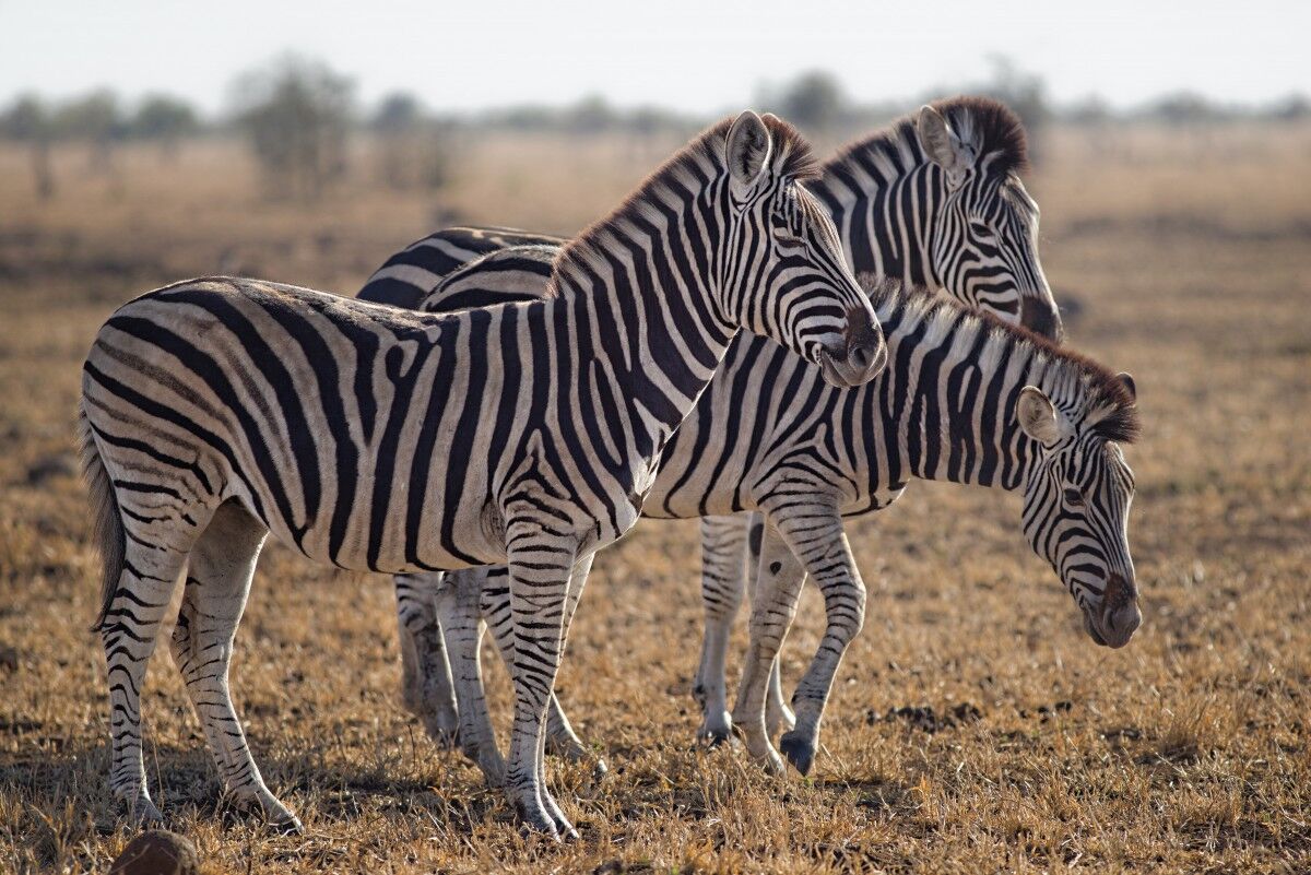 Lake Mburo National Park, game viewing