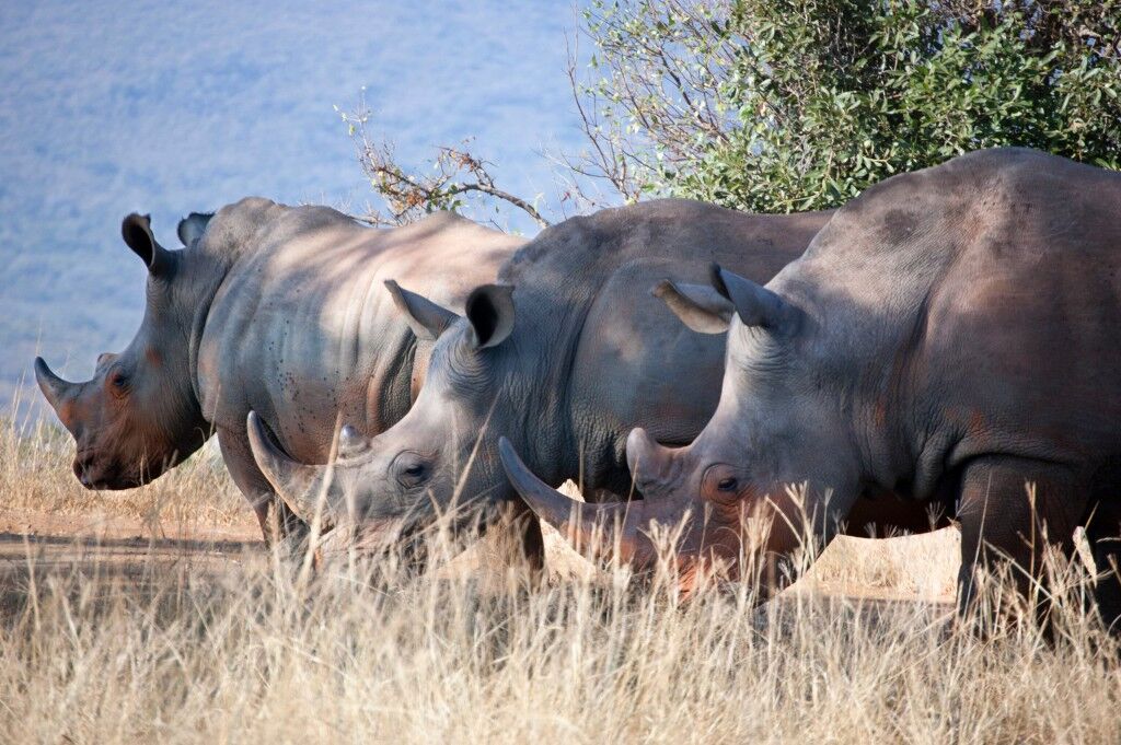 Ziwa Rhino Sanctuary, home to wild rhinos in Uganda, rhino tracking tour