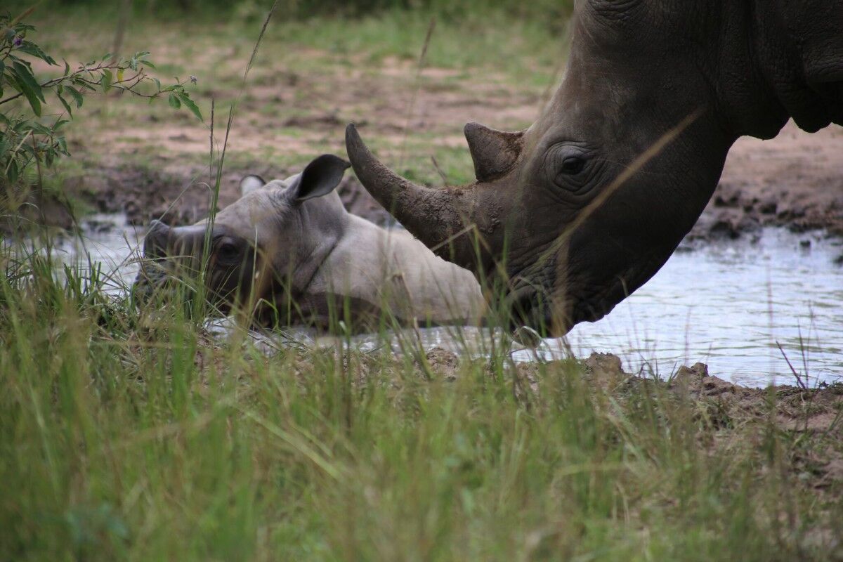 Ziwa Rhino Sanctuary, home to wild rhinos in Uganda, rhino tracking tour