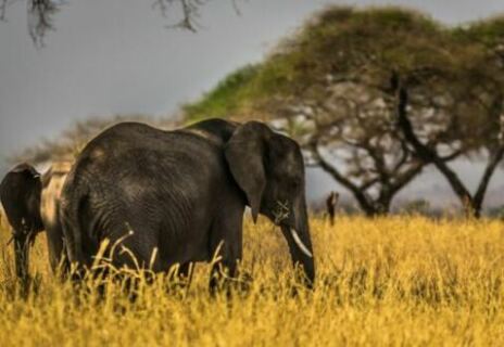 Rwenzori mountains national park