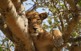 Big five safari in Uganda