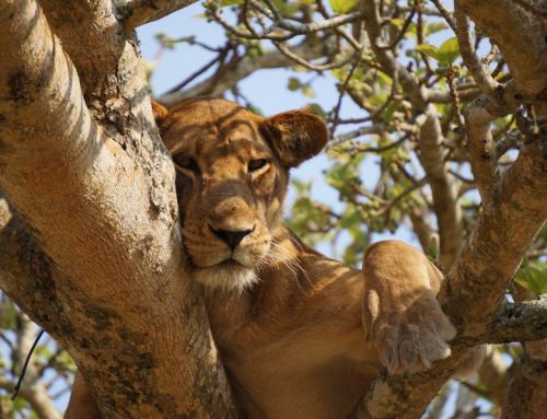 Uganda Wildlife Education Center(UWEC) welcomes 2 baby lions