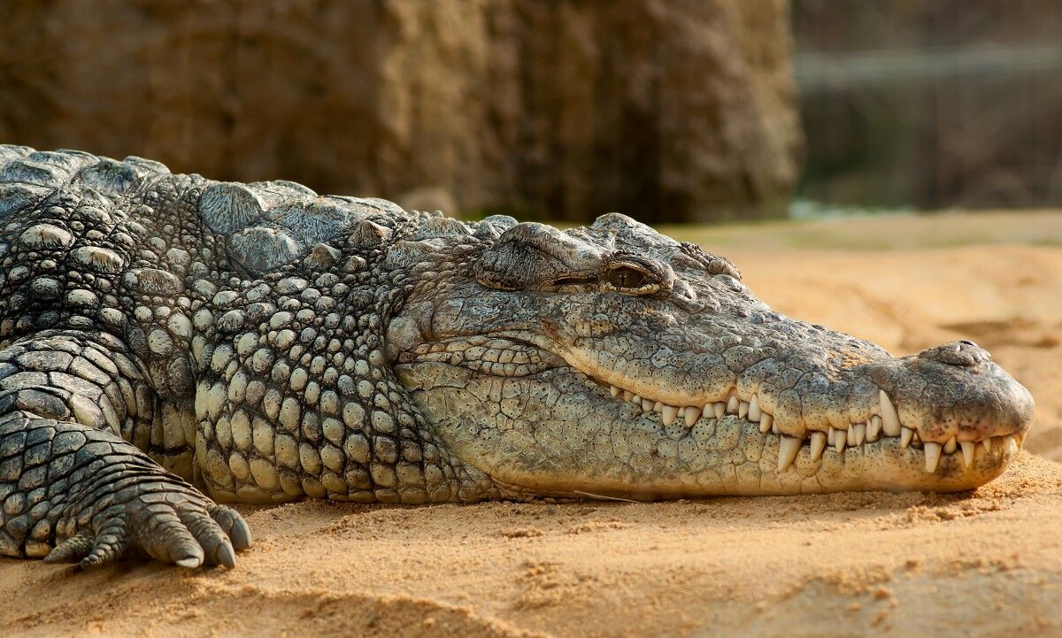 Crocodile