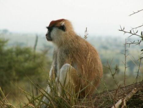 Golden monkeys in Uganda