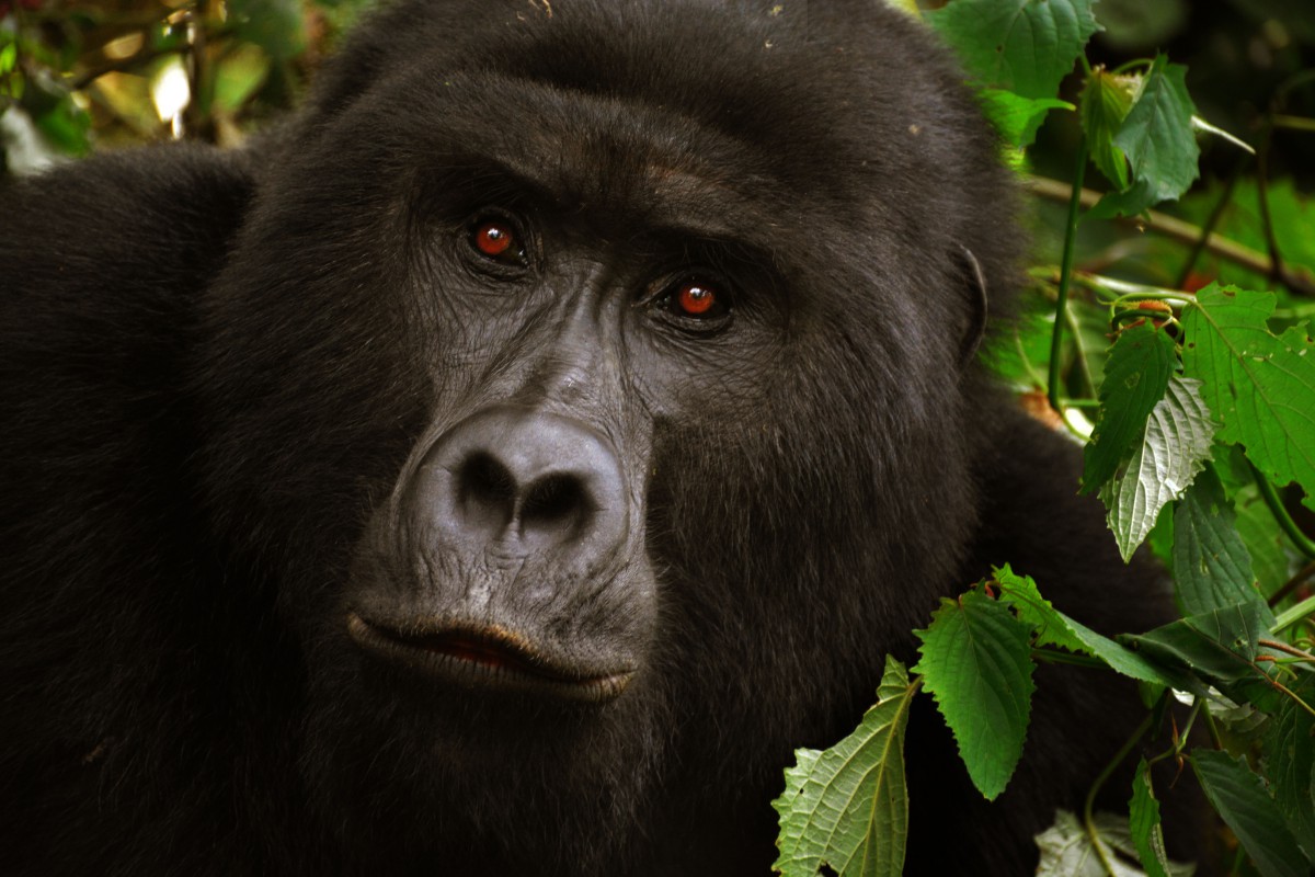 Gorillas in Uganda,Congo and Rwanda