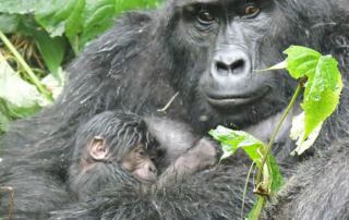 New baby gorilla born at Bwindi impenetrable national park