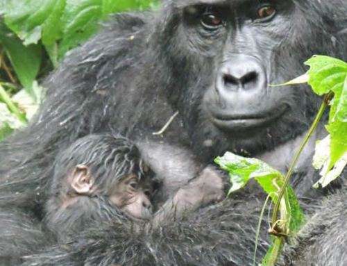 BWINDI GORILLA FAMILY HAS A NEW BABY GORILLA