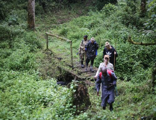 3 Days Rwenzori hiking safari