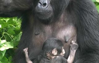 Mountain gorilla trekking at Bwindi impenetrable national park