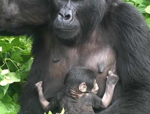 New baby gorilla born from Rushegura Gorilla family