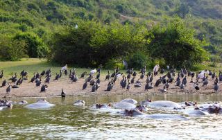 boat-safari-on-kazinga-channel