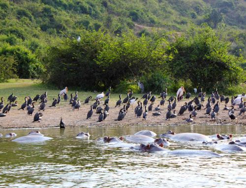 Experience a Boat Safari on Kazinga Channel